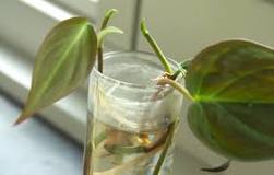 Is it better to propagate philodendron in soil or water?