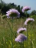 Is scabious native to UK?
