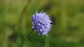 What do scabious leaves look like?