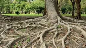 What do you do with tree roots above ground?