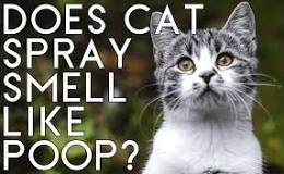 What does cat spray smell like?