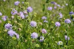 What grows well with scabiosa?