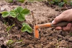 What is a weeder tool?