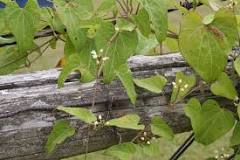 What kind of vine has heart-shaped leaves?