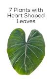 What plant has heart leaves?