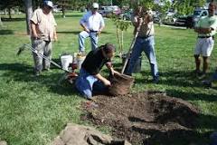 What should you not do when planting a tree?
