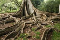 What will dissolve tree roots?