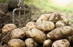 Why are spuds called Spuds?