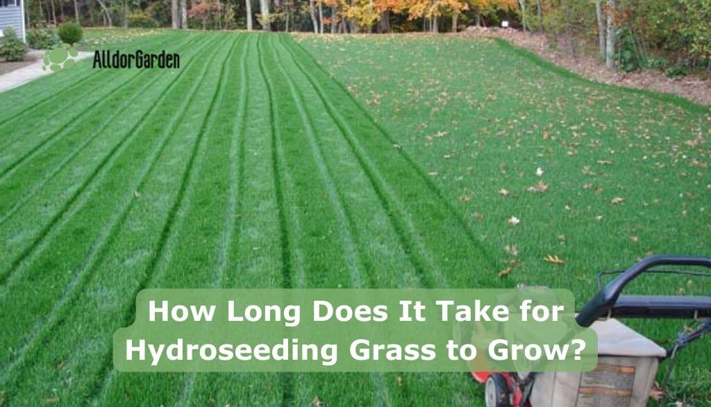 How long does it take for hydroseeding grass to grow?