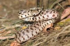 Are Copperheads attracted to pine straw?