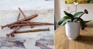 Are rusty nails good for plants?