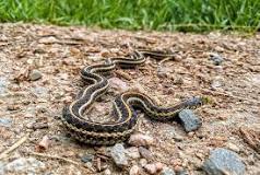 Are snakes attracted to pine straw?