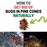Are there worms in pine cones?