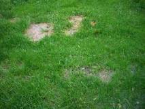 Can I remove moss from my lawn in winter?