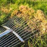 Can you Dethatch with a bow rake?