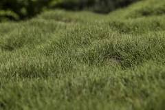 Should I mow after dethatching?