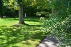 Can you just mow pine needles?