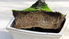Do Bonsai trees like to be root bound?