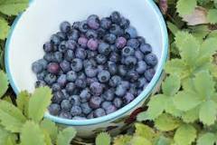 What kind of wood chips are good for blueberries?
