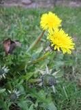 What does a dandelion blowing away symbolize?