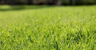 What is the best way to get grass seeds out?