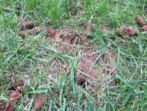 Does aerating help a bumpy lawn?