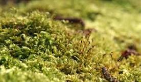 Does moss take over grass?