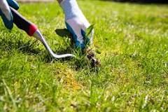 Does raking get rid of weeds?