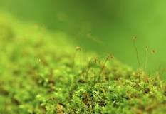 Does salt get rid of moss?