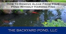 How do I get rid of algae in my pond without killing the fish?