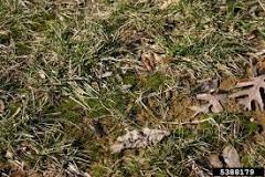 How do I get rid of moss and algae in my lawn?
