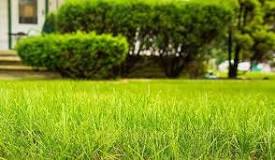 How do I make my St. Augustine grass thicker?