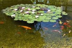 How do I stop my pond water going green?