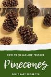 How do you clean and debug pine cones?