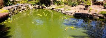 How do you clear a green murky pond?