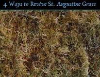 How do you fix bare spots in St. Augustine grass?
