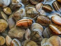 What time of day is best for clamming?