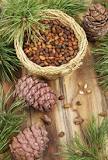 How do you harvest pine cones from a tree?
