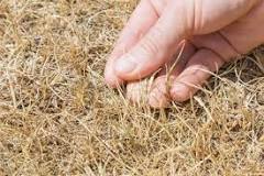 How do you know if grass is completely dead?