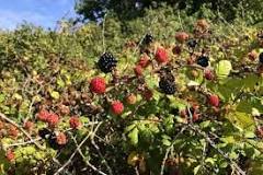 How do you permanently remove blackberries?
