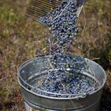 Are grass clippings good to put around blueberry bushes?