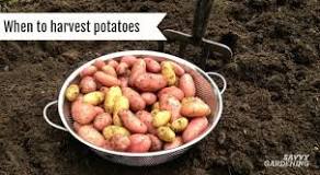 How do you pull potatoes from the ground?