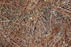 How do you rake pine needles out of mulch?