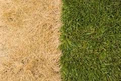How do you revive a dead lawn in the spring?