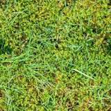 How do you stop moss from growing in your lawn?