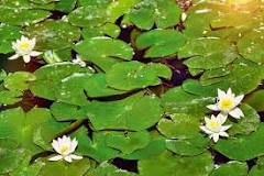 How do you stop water lilies from spreading?