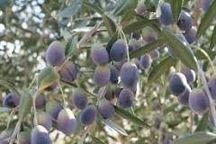 How long do olive trees live?
