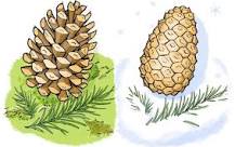 How long do pine cones live?