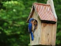 How many feet off the ground should a bluebird house be?