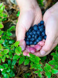 How many years do blueberry plants produce?